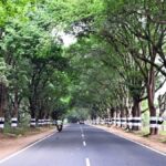 How Coimbatore’s trees tell tales of time, travel and belonging