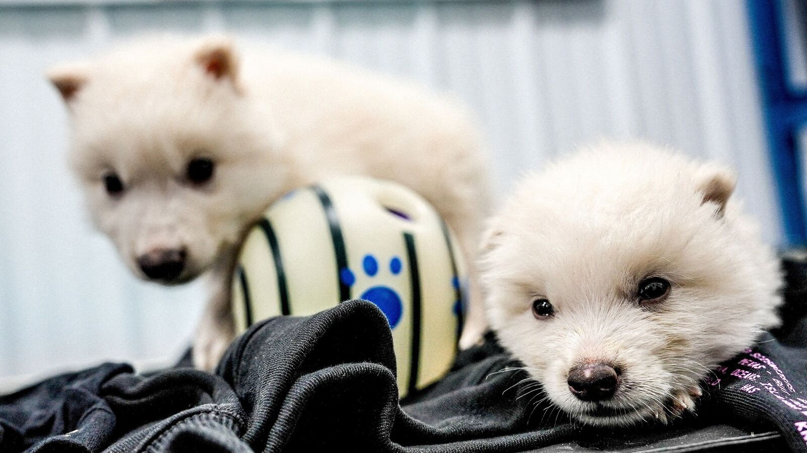 Genetically engineered animals are here: Regulation mustn’t get left behind