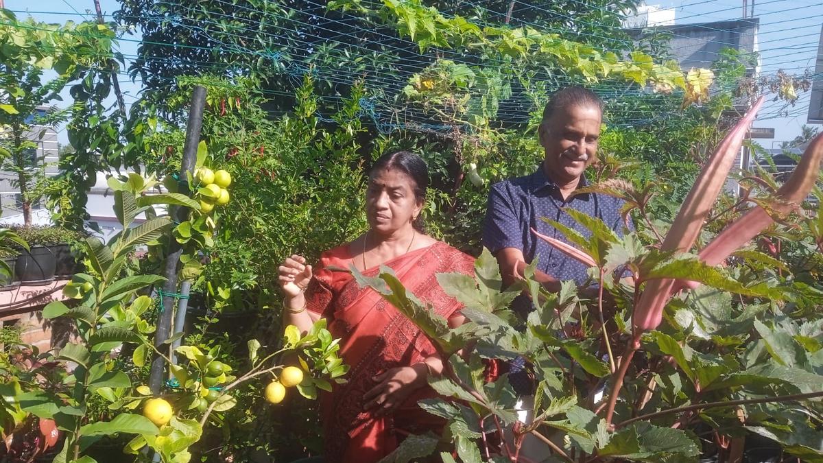 Meet N Harikesan Nair from Thiruvananthapuram, recipient of the Kerala State Farm Awards for the best nutrition garden