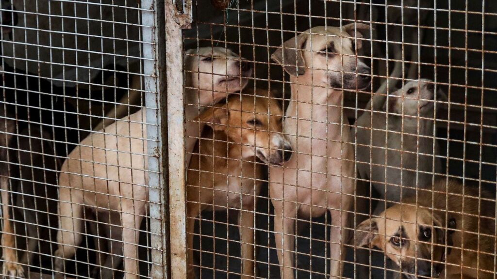 Justice astray? The Supreme Court’s dog order is unfair and impractical