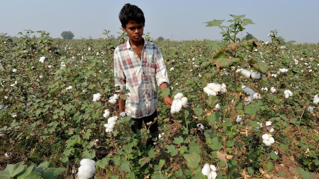 Textile industry calls for removal of import duty on cotton