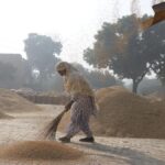 Rice exports surge to near record in 2025 as curbs lifted