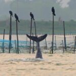 This documentary explores the relationship between fisherfolk and the endangered Irrawaddy dolphins in the Chilika Lake