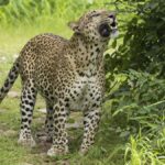 Filmmaker Aishwarya Sridhar interview: On her award-winning docu ‘Leopard Dynasty: The Rise of Rana‘