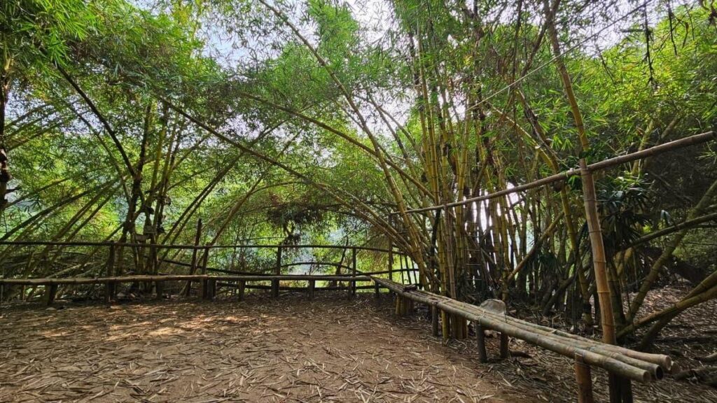 Meet the man from Kozhikode who grew a bamboo forest