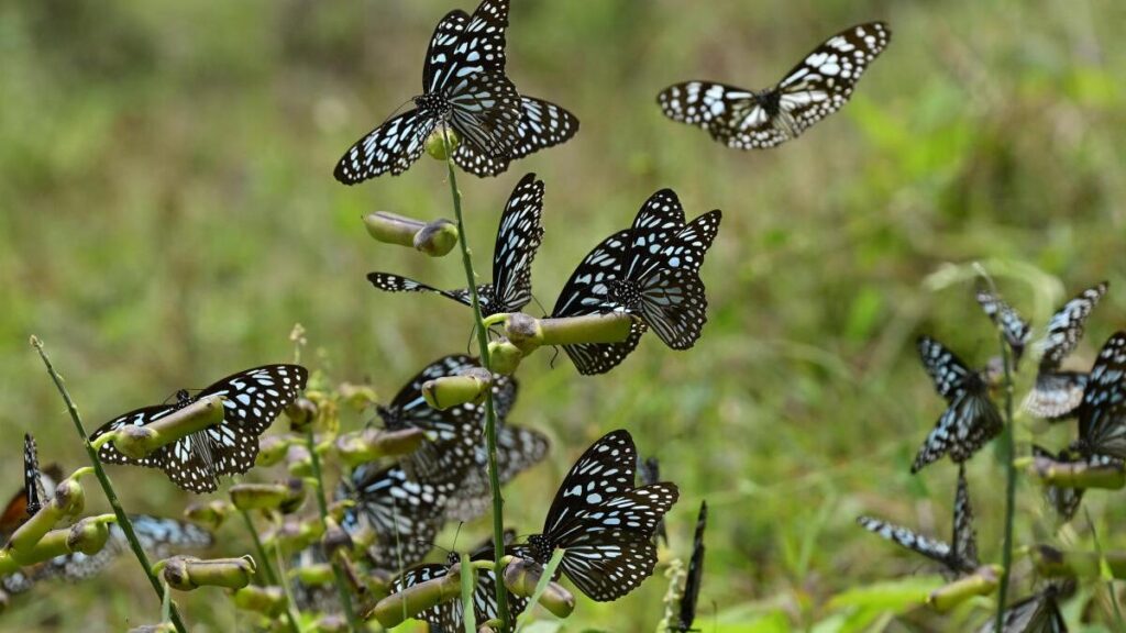 Two new apps to identify and record Indian butterflies launched