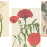 Henry Noltie’s ‘Flora Indica: Recovering Lost Stories from Kew’s Indian Drawings’ | These flowers have a backstory
